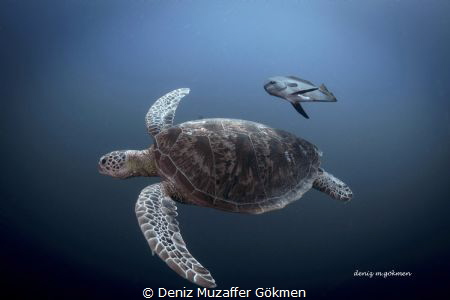 I am a fredom in Sipadan Island by Deniz Muzaffer Gökmen 