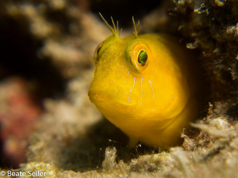Yellow Blenny by Beate Seiler 