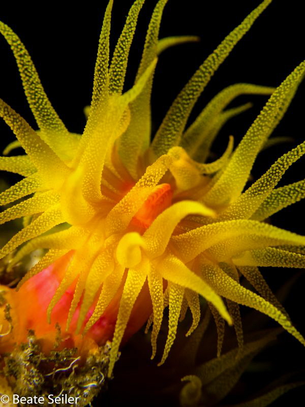 Cup coral by Beate Seiler 