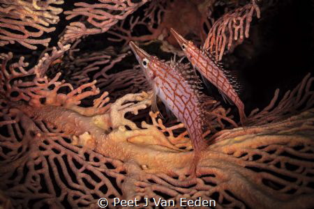 Longnose hawkfish couple by Peet J Van Eeden 