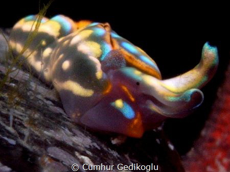 Thuridilla hopei
COLOURS by Cumhur Gedikoglu 