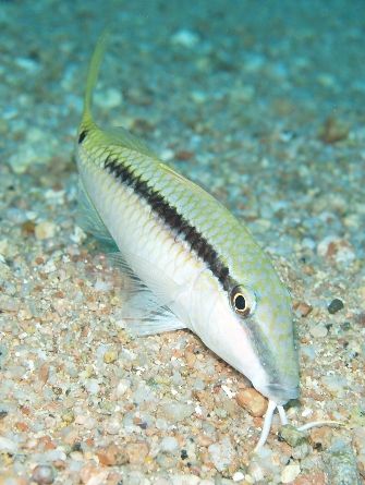Goatfish taken at Sharksbay with Olympus E-300. by Nikki Van Veelen 