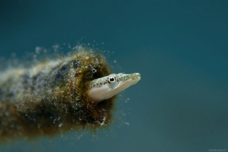 Into the blue....yellowface pikeblenny 
Chaenopsis limba... by John Roach 