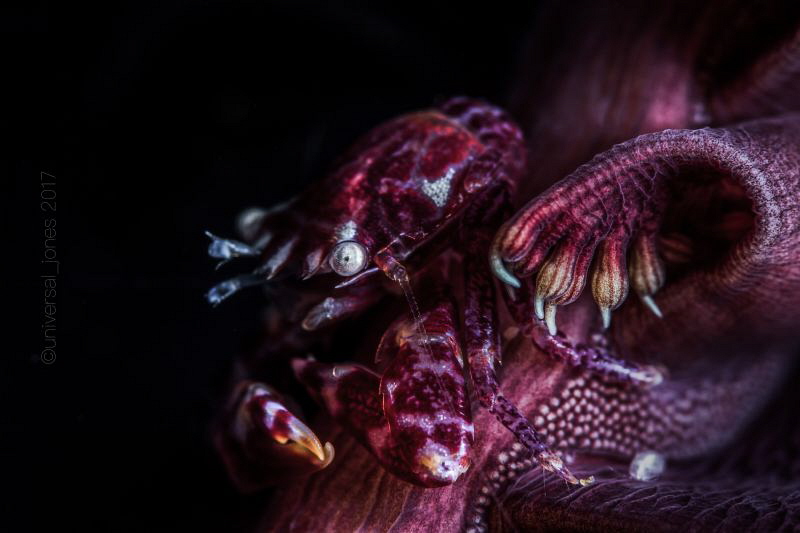 Lissoporcellana nakasone by Wayne Jones 