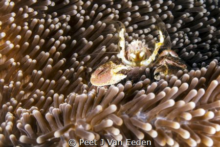 Gathering Food- Porcelain Crab by Peet J Van Eeden 