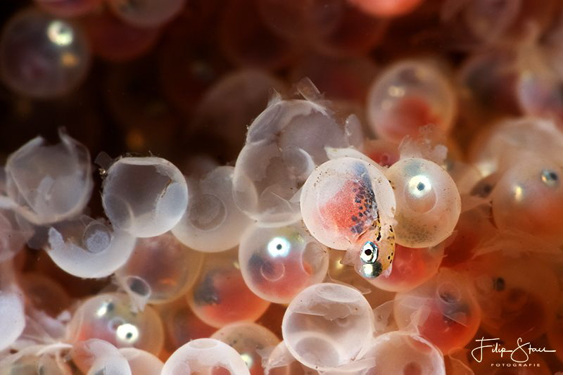 "New life", shorthorn sculpin (Myoxocephalus scorpius), Z... by Filip Staes 
