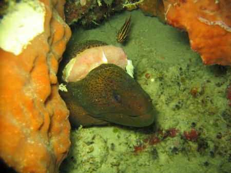 Looks like an injured moray eel. Taken in Sipadan. by Kim J Ho 