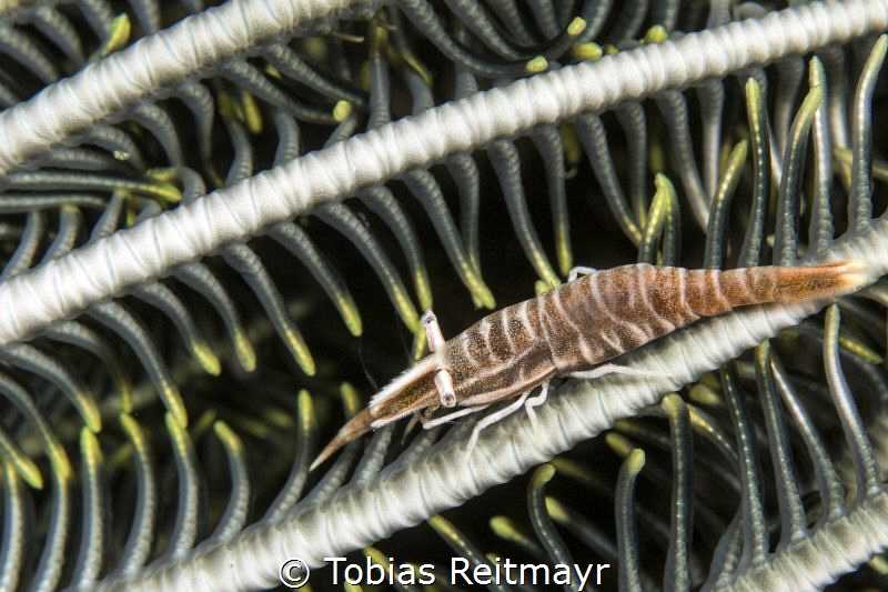 Crinoid shrimp, USS Liberty, Tulamben by Tobias Reitmayr 
