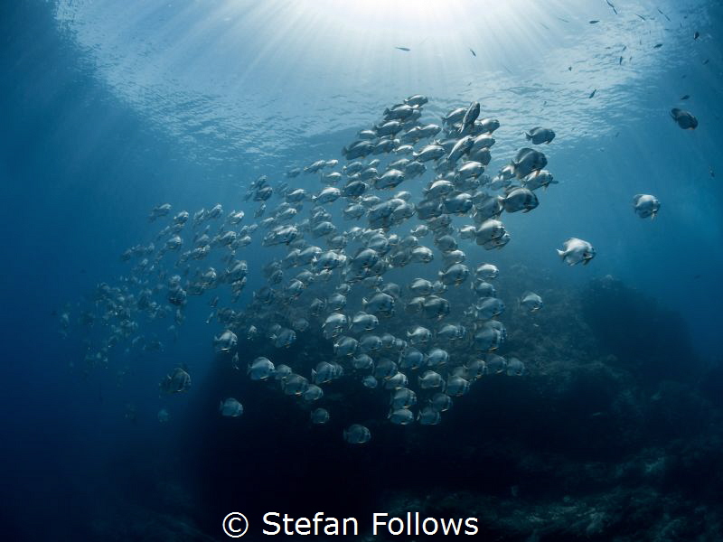Passing me by ...

Longfin Batfish - Platax teira

Sa... by Stefan Follows 