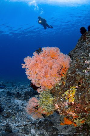 M R . Z U L
Trawangan Slope
Lombok (Gili), Indonesia. by Irwin Ang 