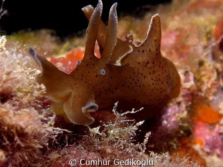 Aplysia punctata
It was too fast than I expected. by Cumhur Gedikoglu 