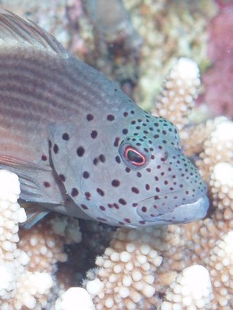 Hawkfish taken with an olympus C60 by Anel Van Veelen 