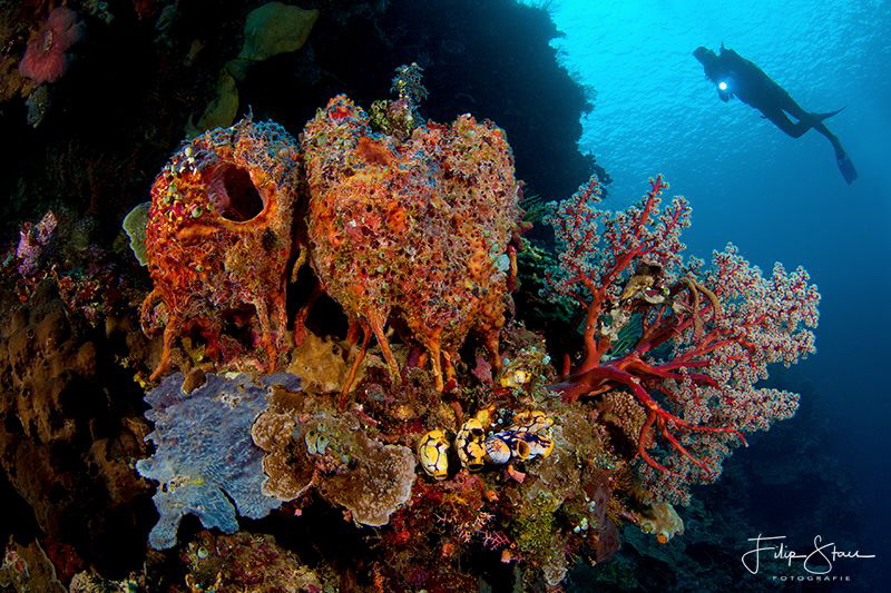 At the drop off, Bunaken, Sulawesi. by Filip Staes 
