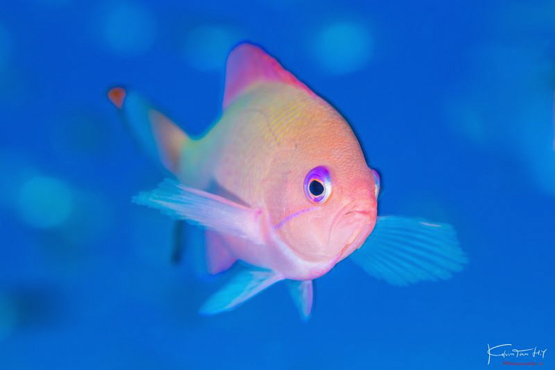Stocky anthias by Kelvin H.y. Tan 