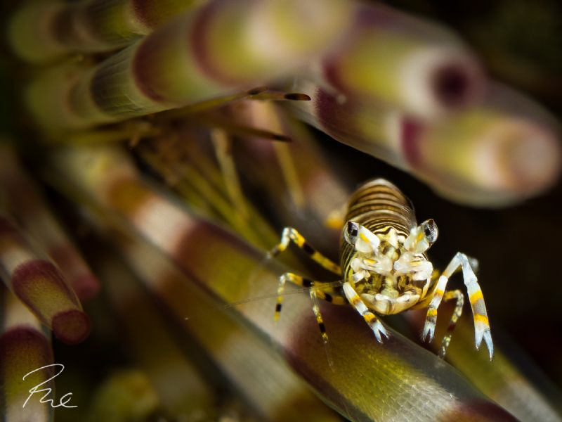 Bumble Bee by Philippe Eggert 