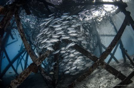 C I R C L I N G
Jack fish (Caranx lugubris)
Mataking Is... by Irwin Ang 