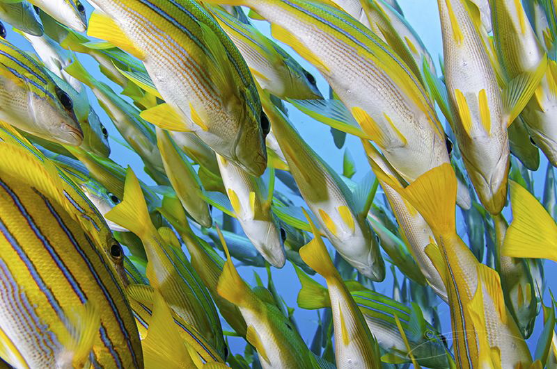 ~ Cascading ~ by Geo Cloete 