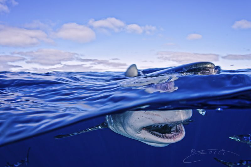 ~ Blue Horizon ~ by Geo Cloete 