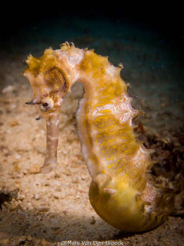 Yellow horse by Marc Van Den Broeck 
