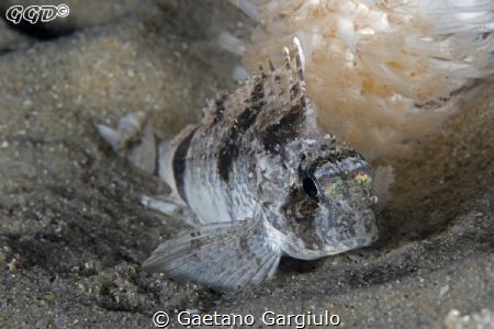in the shade by Gaetano Gargiulo 