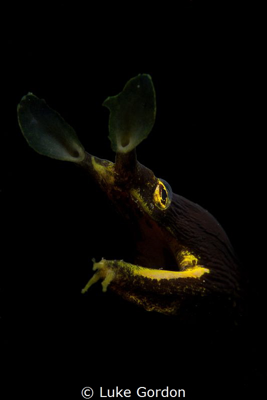 Unveiled - A juvenile ribbon eel searches for prey by Luke Gordon 