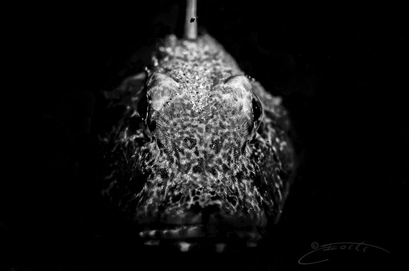 ~ The Godfather ~ by Geo Cloete 