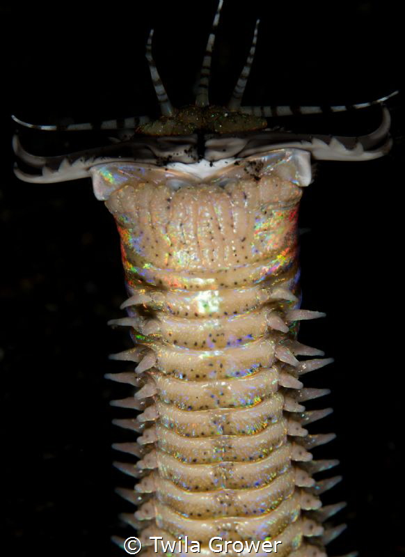 bobbit 
Night time aliens by Twila Grower 