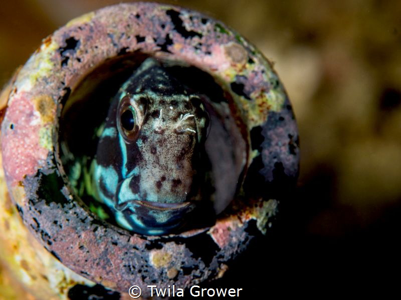Blenny in a bottle by Twila Grower 