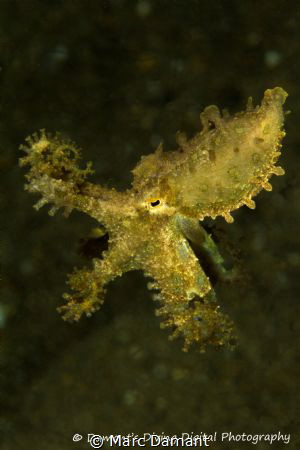 "Everyone was Kung Foo Fighting!" Blue Ring Octopus feedi... by Marc Damant 
