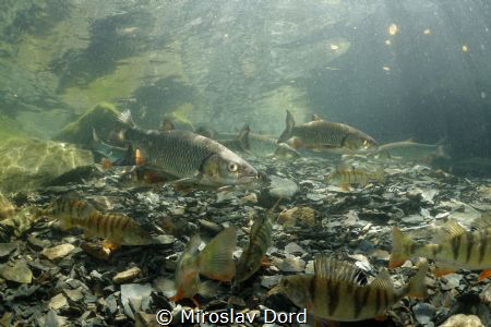 Fish party; Výkleky lake by Miroslav Ďorď 