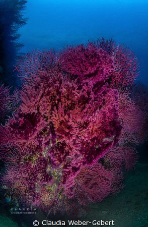50 shades of RED .........
Red gorgonia by Claudia Weber-Gebert 