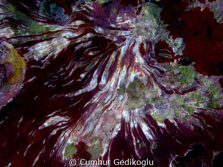 Still life
POSEIDON by Cumhur Gedikoglu 