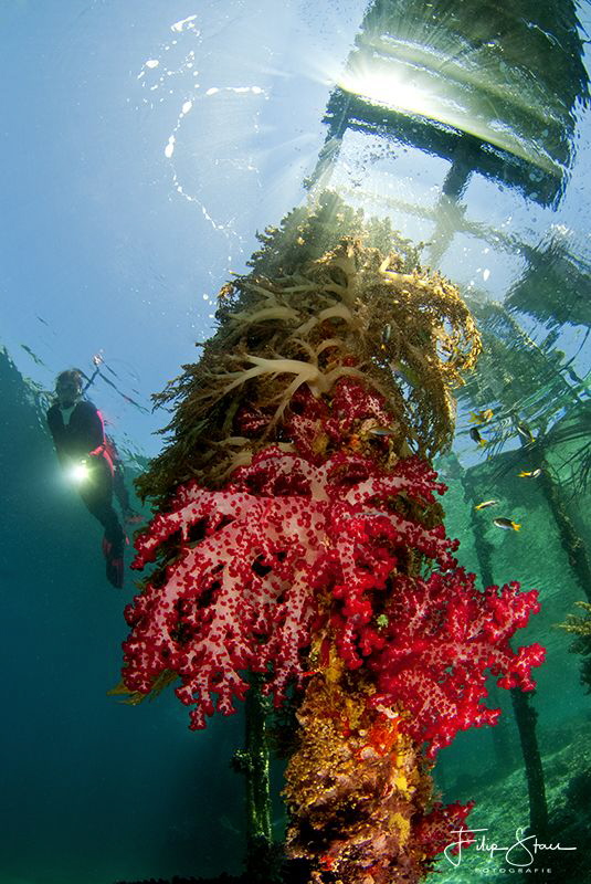 beneath Arborek jetty, Raja Ampat. by Filip Staes 