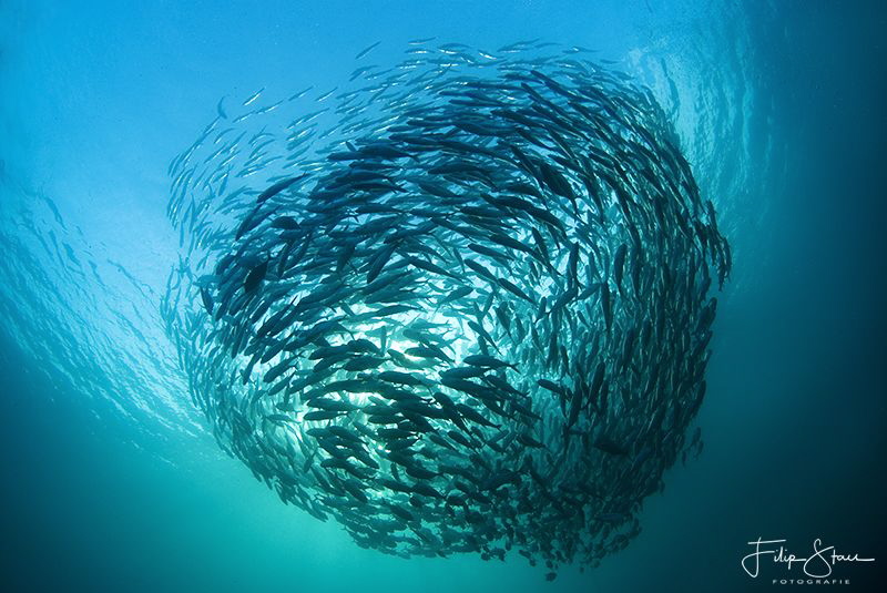 Bigeye trevally (Caranx sexfasciatus), Bali. by Filip Staes 