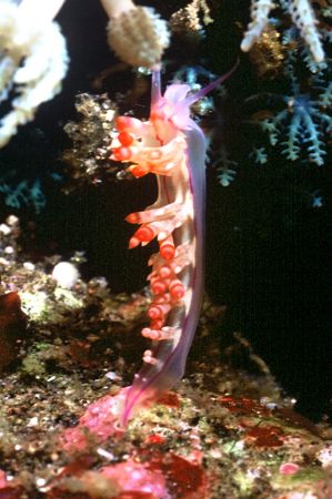 Does anyone know what the heck this is? by David Spiel 