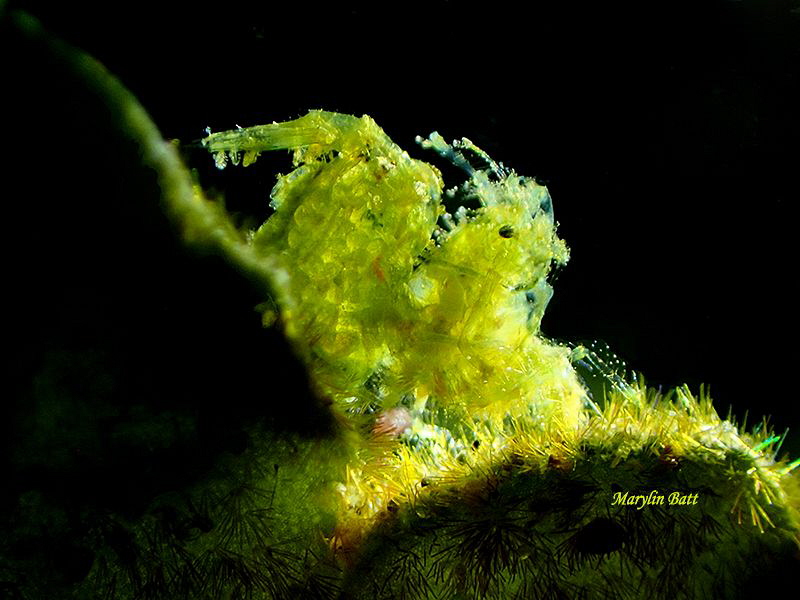 Green algae shrimp with eggs. by Marylin Batt 