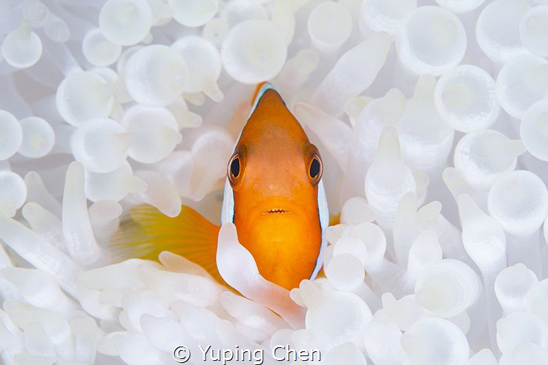 Living in the White/Tomato Anemonefish/Ishigaki, Okinawa,... by Yuping Chen 