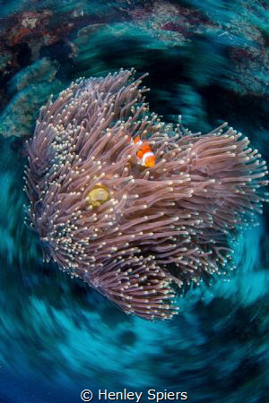 Spinning Anemone by Henley Spiers 