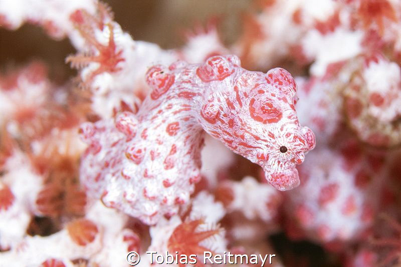 Pygmy Seahorse, Seraya, Tulamben by Tobias Reitmayr 