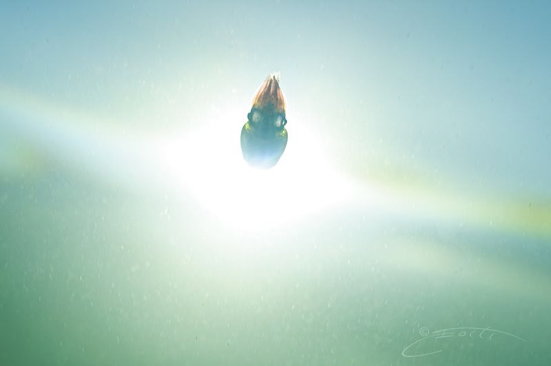 ~ Sonic Boom ~ by Geo Cloete 