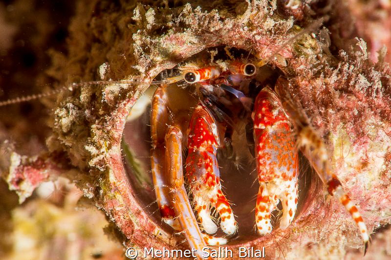 An Helmit crab at  Korumar, Kusadasi. by Mehmet Salih Bilal 