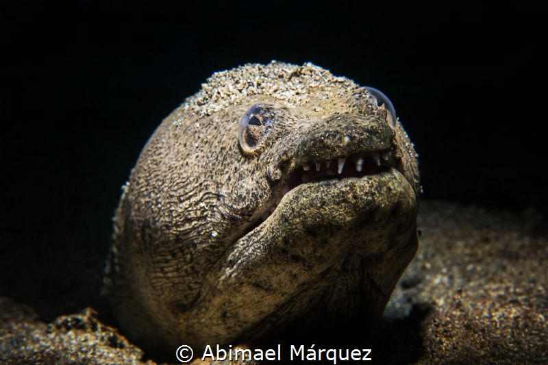 Snake Eel by Abimael Márquez 