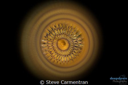 Picture of a spirograph taken at the dive sport of Ix-Xin... by Steve Carmentran 