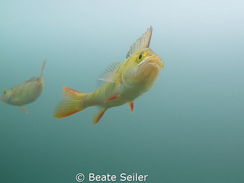 Perch by Beate Seiler 