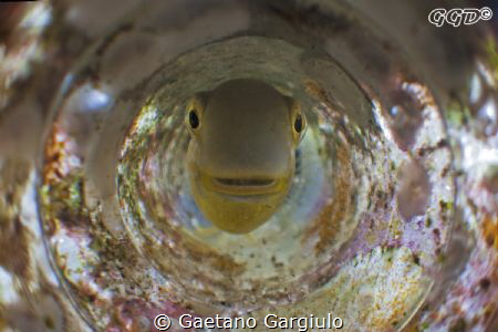 "thou shall not pass!!!" blenny defending the nest full o... by Gaetano Gargiulo 