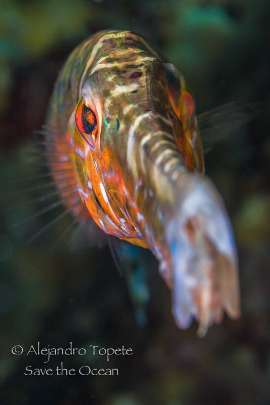 Trumpet Fish in front, Flamingo Beach Bonaire by Alejandro Topete 