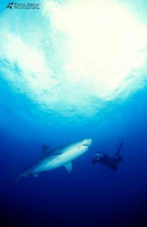 still with divers and Tigers. Just love them by Fiona Ayerst 