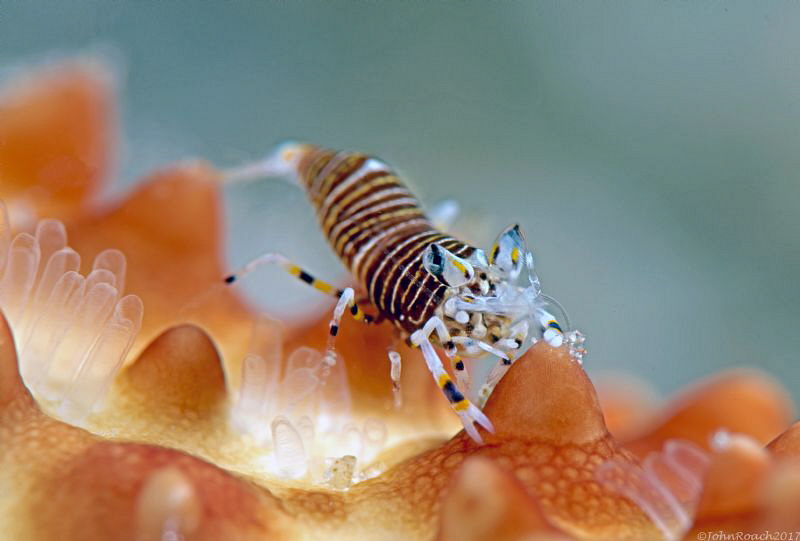 Bumblebee Shrimp 
 Gnathophyllum americanum by John Roach 