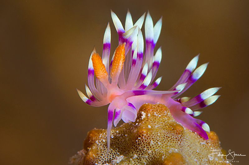 Flabellina exoptata, Raja Ampat. by Filip Staes 