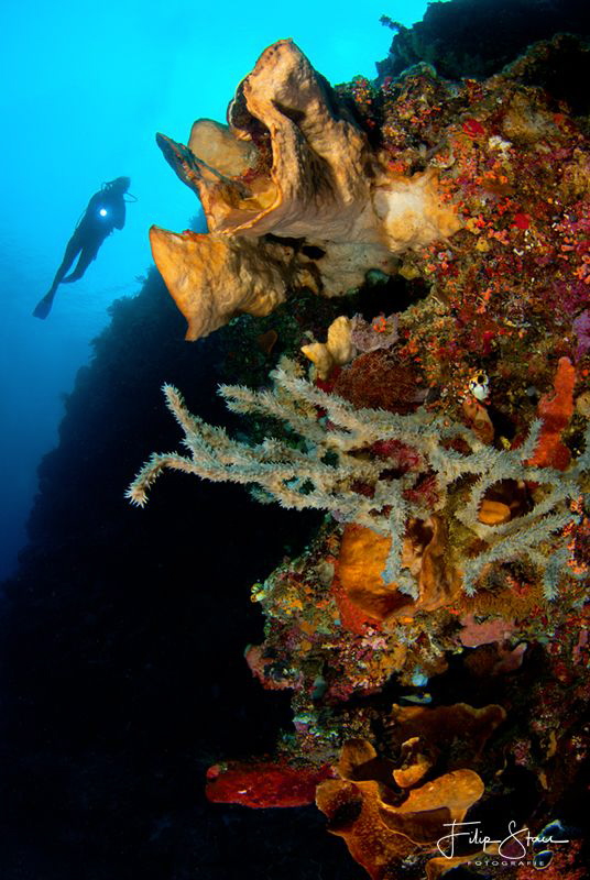 At the drop off, Bunaken, Sulawesi. by Filip Staes 